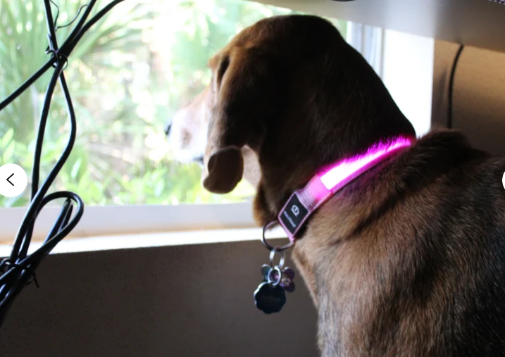 Rechargeable LED Dog Collar