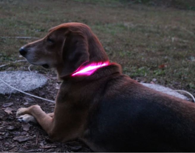 Rechargeable LED Dog Collar