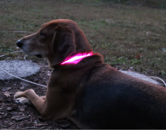 Rechargeable LED Dog Collar